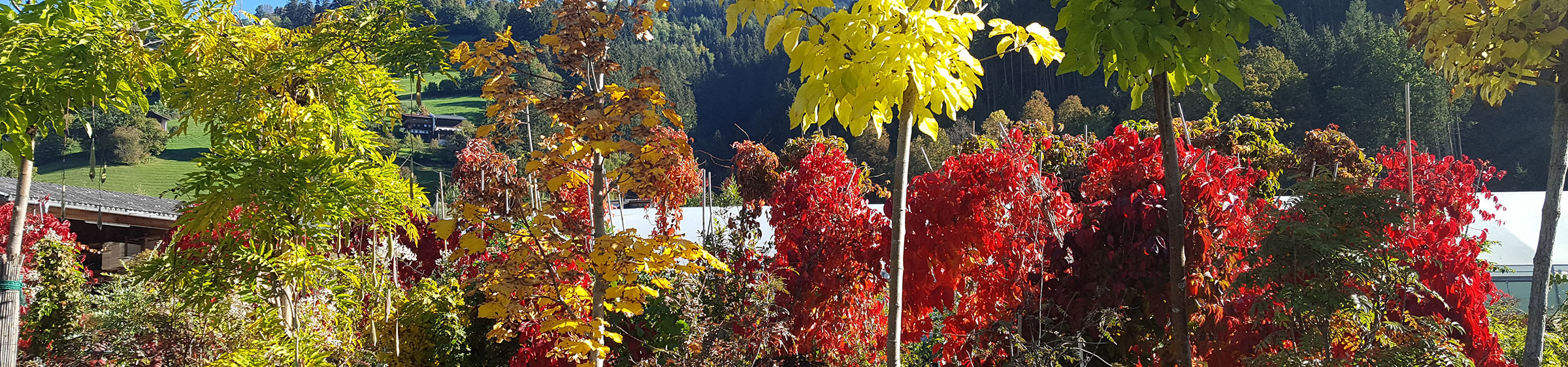 Gartenwerkzeug und Blumen